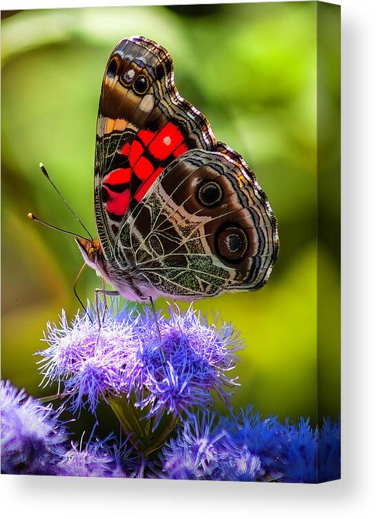 Butteryfly Canvas Print featuring the photograph Monarch on Flowers by Nick Zelinsky Jr