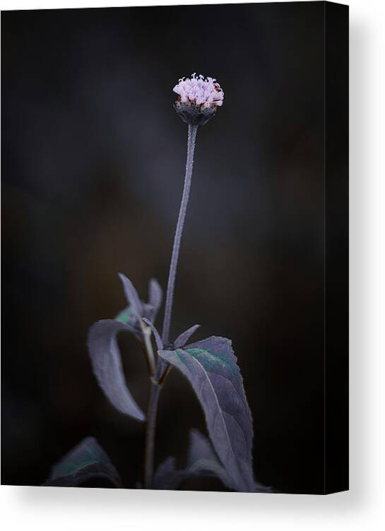 Flowers Canvas Print featuring the photograph Nature Pic 3 by Gian Smith
