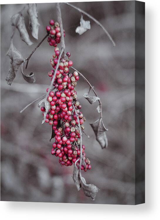 Nature Art Canvas Print featuring the photograph Berries on a Branch by Gian Smith