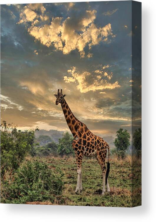 Giraffe Canvas Print featuring the digital art Noelle's Giraffe by Russel Considine