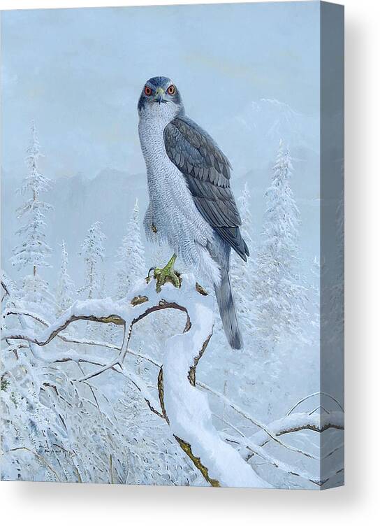 Northern Goshawk Canvas Print featuring the painting Northern Goshawk by Barry Kent MacKay