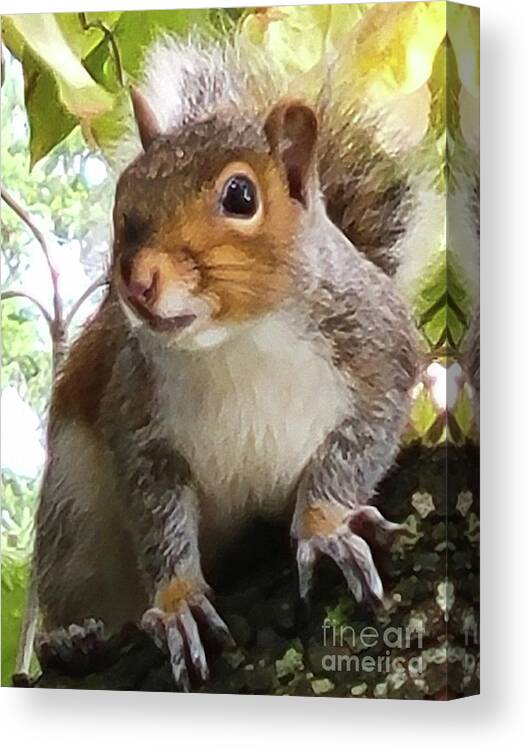 Squirrel Canvas Print featuring the photograph Nut Cracker by Jimmy Chuck Smith