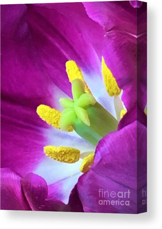 Tulip Canvas Print featuring the photograph Opening Day by Tiesa Wesen