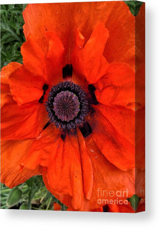 Red Canvas Print featuring the photograph Oriental Poppy by Jeanette French