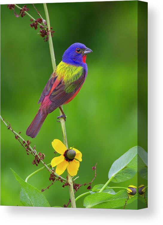 Bunting Canvas Print featuring the photograph Painted in the Morning by Jim E Johnson