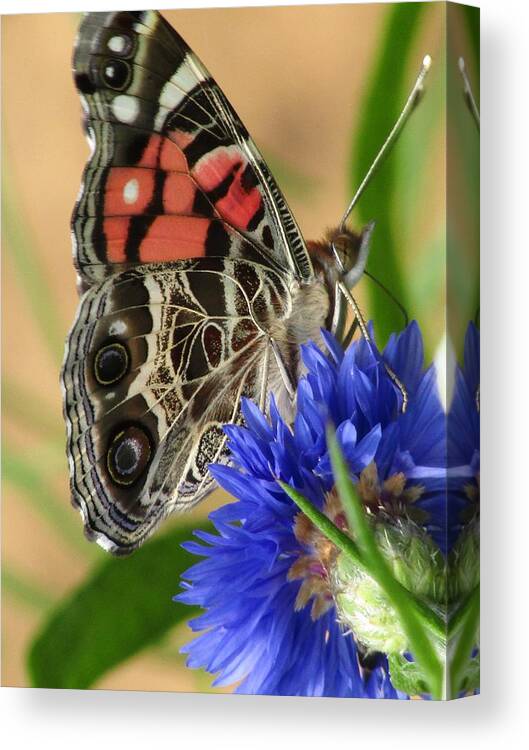 Butterfly Canvas Print featuring the photograph Painted Lady 2 by Kim Galluzzo