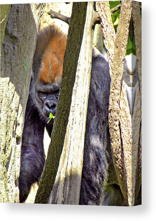 Gorilla Canvas Print featuring the photograph Peek-A-Boo by Kerry Obrist