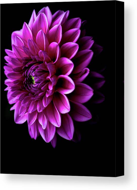 Art Canvas Print featuring the photograph Pink Dahlia V by Joan Han