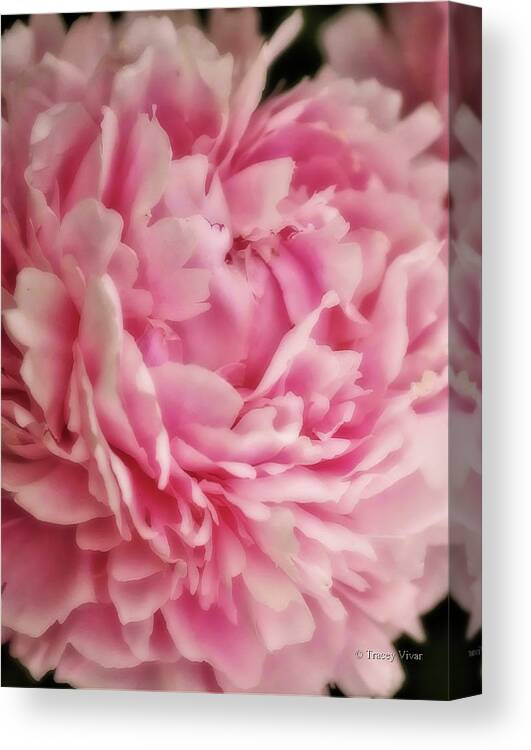 Peony Canvas Print featuring the photograph Pink Peony by Tracey Vivar