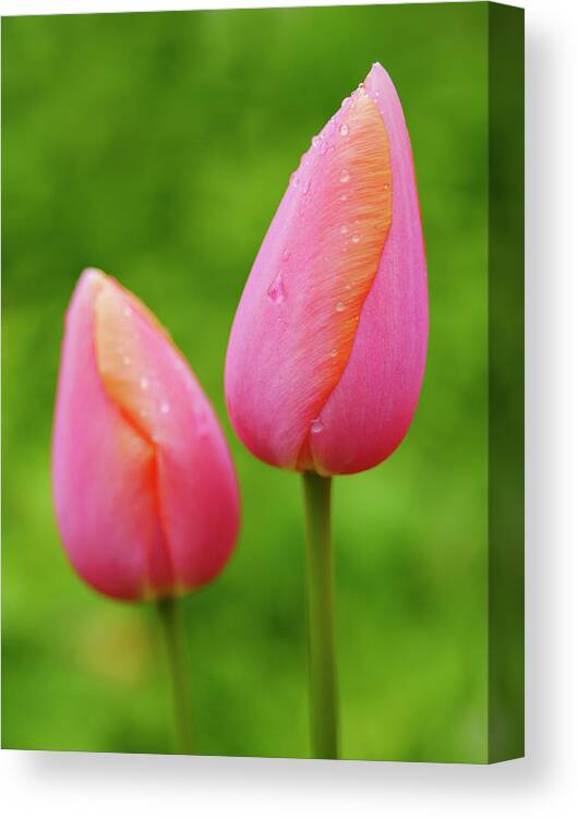 Backyard Canvas Print featuring the photograph Pink Tulips Vertical by Todd Bannor