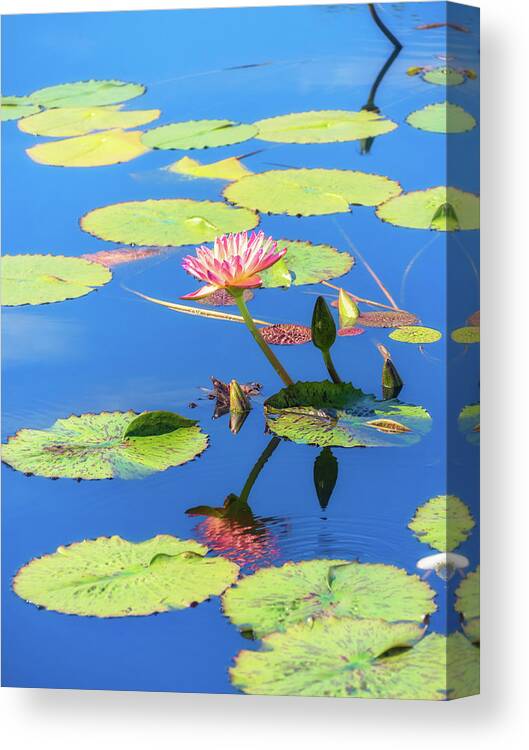 Waterlily Canvas Print featuring the photograph Pink Waterlily Reflection by Marianne Campolongo