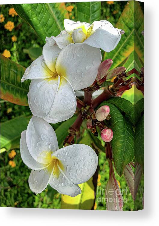 Plumeria Buds Blooming Canvas Print featuring the photograph Plumeria Buds Blooming by David Zanzinger