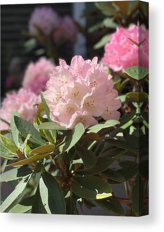 Rhododendron Canvas Print featuring the photograph Pretty in Pink by Juliette Becker