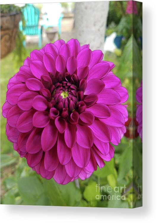 Bloom Canvas Print featuring the photograph Pure Beauty Original by Carol Eliassen