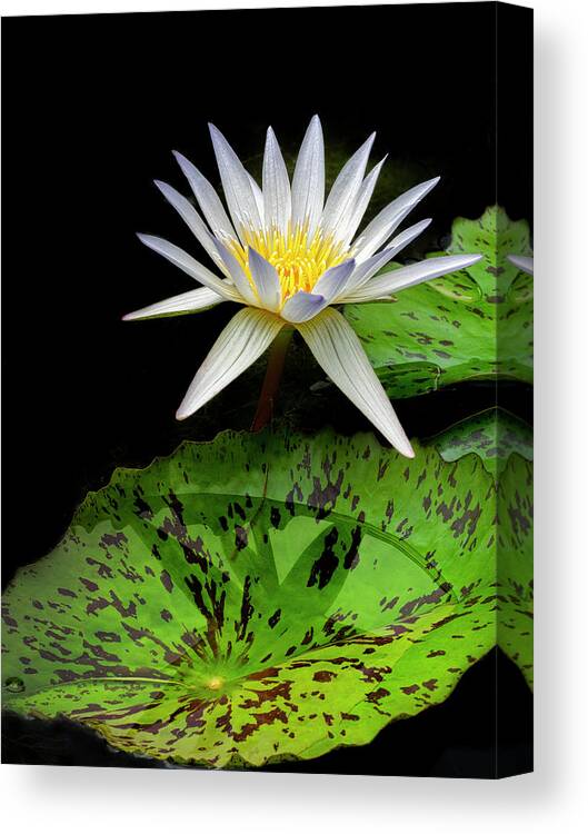 Floral Canvas Print featuring the photograph Purity. by Usha Peddamatham