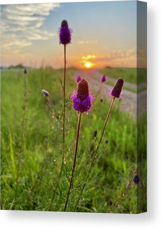Purple Prairie Clover Canvas Print featuring the photograph Purple Prairie Clover by Alex Blondeau