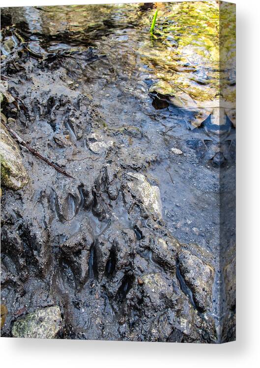 Paw Prints Canvas Print featuring the photograph Raccoon Paw Prints by W Craig Photography