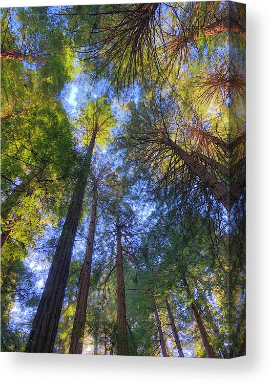 Trees Canvas Print featuring the photograph Reaching to Infinity by Bonnie Follett