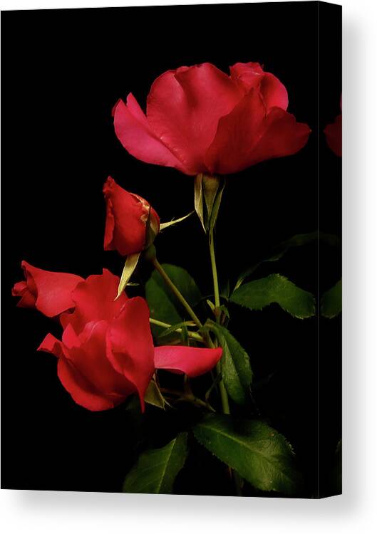 Lucinda Walter Canvas Print featuring the photograph Red is for Passion by Lucinda Walter