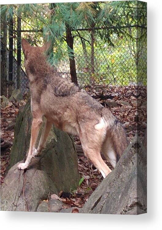 Wolf Canvas Print featuring the photograph Red Wolf Asheboro NC Zoo by Kim Galluzzo Wozniak