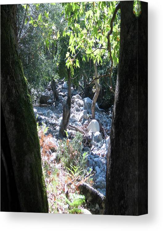 Riverscapes Canvas Print featuring the photograph Riverscapes Trees #02 by Manos Chronakis