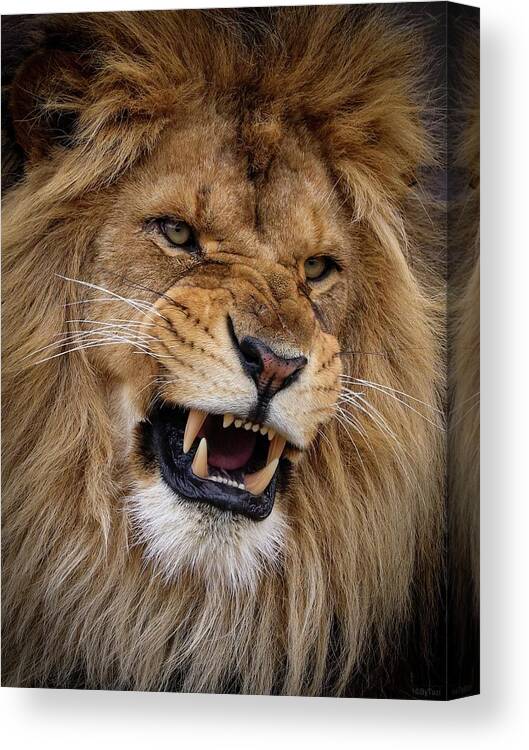 Lion Canvas Print featuring the photograph Roaring lion by RT Photography