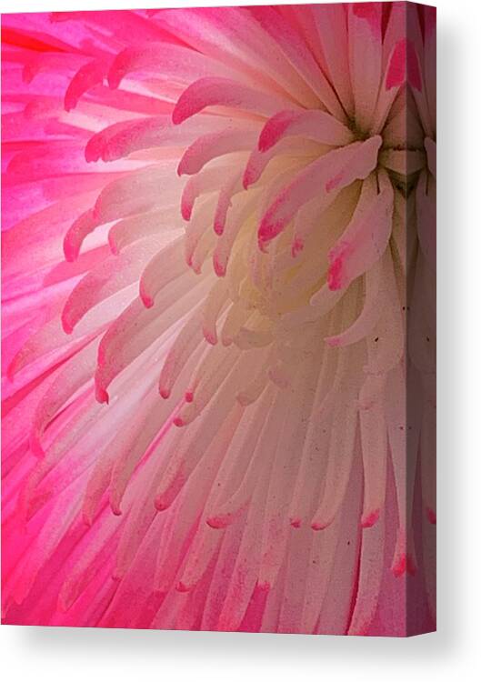 Mum Canvas Print featuring the photograph Roseate Prayer Honoring The Feast Day Of Saint Jude by Tiesa Wesen