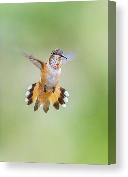 American Southwest Canvas Print featuring the photograph Rufous by James Capo