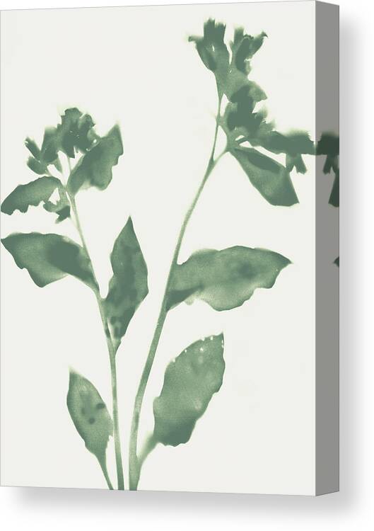 Sage Canvas Print featuring the painting Sage Green Flowers 2 by Janine Aykens