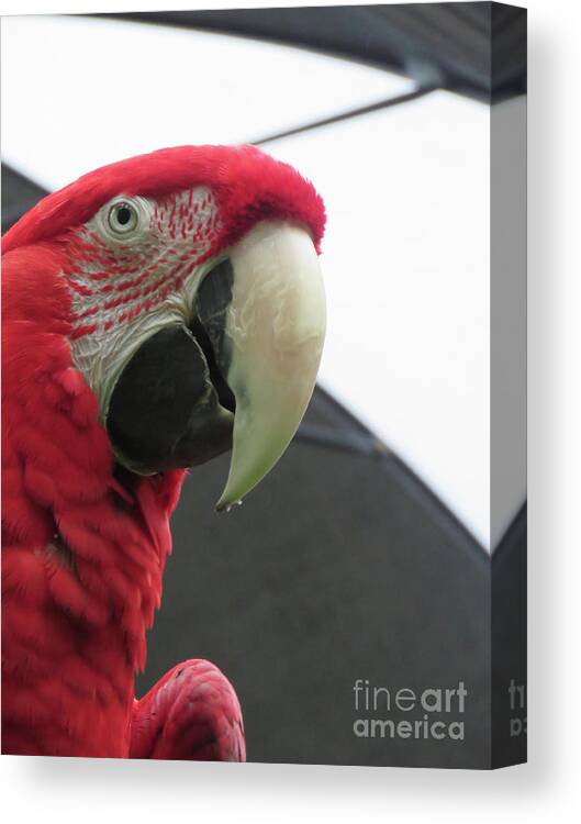 Bird Canvas Print featuring the photograph Scarlet Macaw by Mary Mikawoz