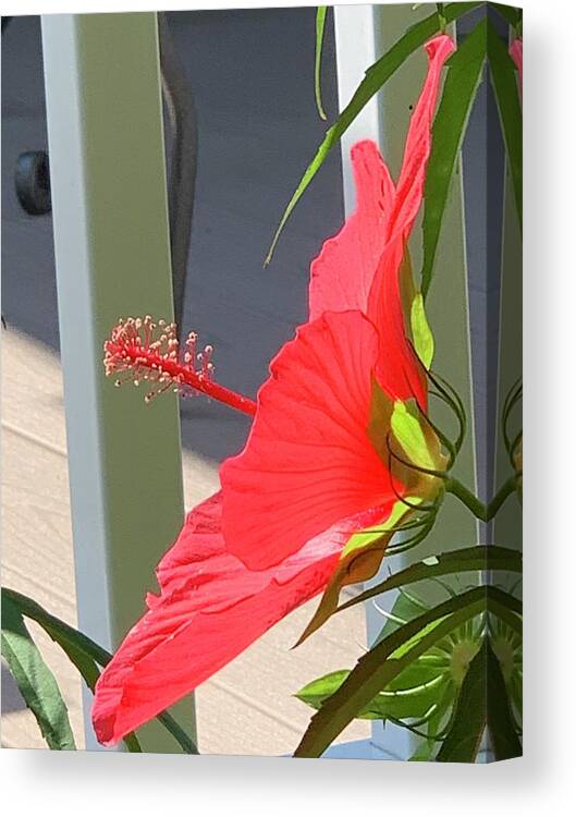 Flower Canvas Print featuring the photograph Searching for Satellite Reception by Lee Darnell