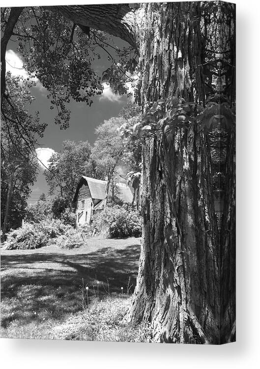 Black And White Canvas Print featuring the photograph Shade Tree with a Barn by Mike McGlothlen