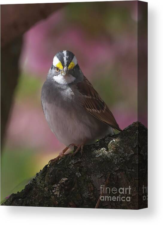Sparrows Canvas Print featuring the photograph Sparrow in Spring by Chris Scroggins