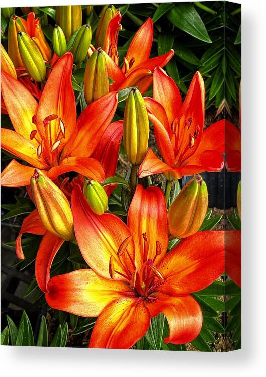 Lily Canvas Print featuring the photograph Spring Beauties by Jerry Abbott