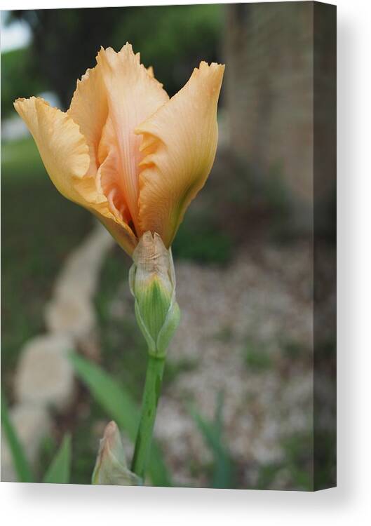 Orange Canvas Print featuring the photograph Spring Bloom 11 by C Winslow Shafer
