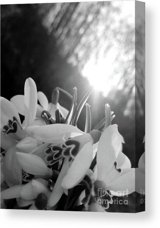 Sunrise Canvas Print featuring the photograph Spring Flowers Enlighted With Sun Rays BNW by Leonida Arte