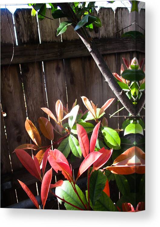 Photinia Canvas Print featuring the photograph Spring Photinia in the Sun by W Craig Photography