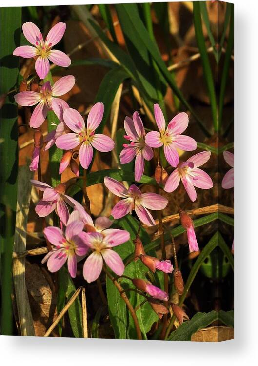 Wildflowers Canvas Print featuring the photograph Springtime Beauty by Lori Frisch