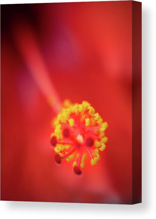 Red Canvas Print featuring the photograph Stamen by M Kathleen Warren