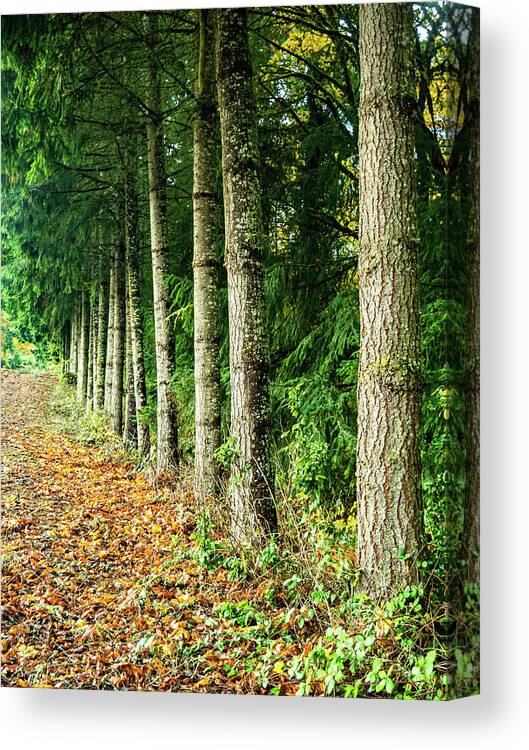 Fall Canvas Print featuring the photograph Leading Lines by Leslie Struxness