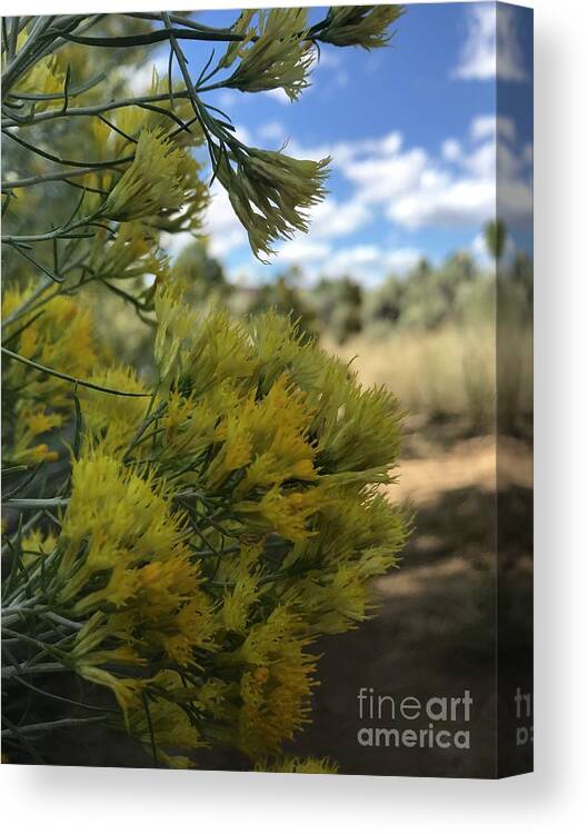 Flowers Canvas Print featuring the photograph Sticky weed by LeLa Becker