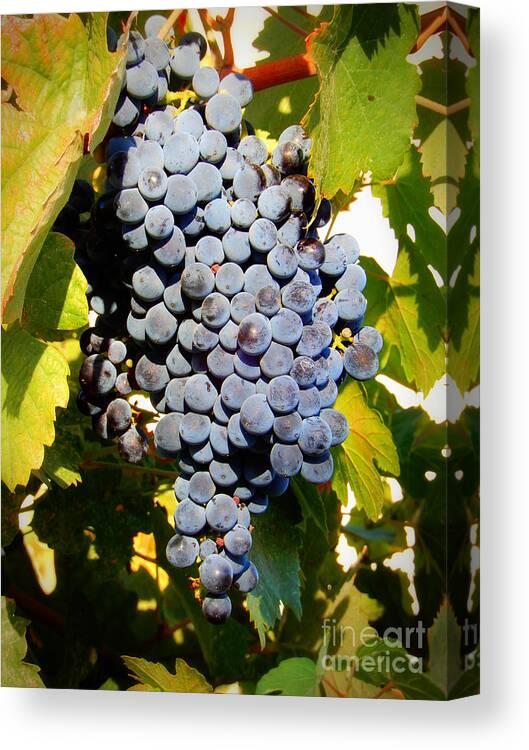 Grapes Canvas Print featuring the photograph Sweet Purple Grapes on the Vine by Carol Groenen