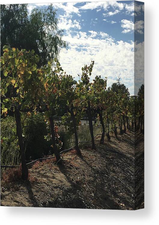 Grapevines Canvas Print featuring the photograph Temecula Vines by Roxy Rich