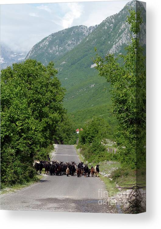 Goats Canvas Print featuring the photograph The Road to Theth - Albania by Phil Banks