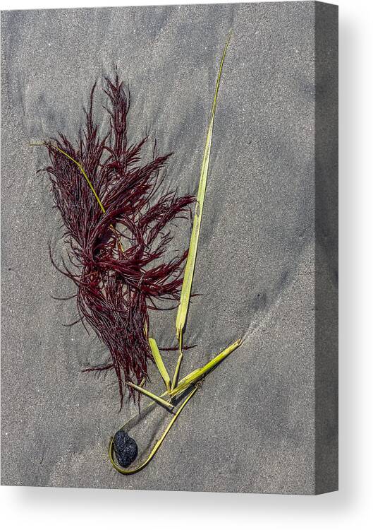 Seaweed Canvas Print featuring the photograph Tidal Abstract by Cate Franklyn