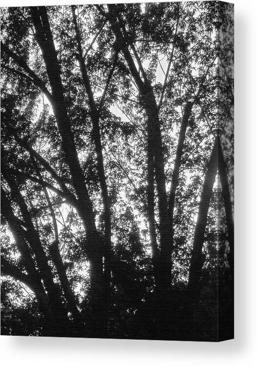 Tom Stanley Janca Black And White Canvas Print featuring the digital art Tom Stanley Janca Black And White, Trees Abstract by Tom Janca