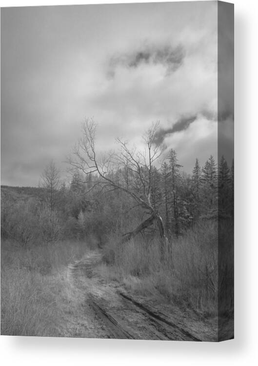 Infra Red Canvas Print featuring the photograph Trailhead Tree by Alan Norsworthy