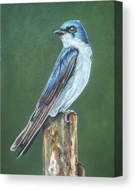 Bird Canvas Print featuring the painting Tree Swallow by Mark Ray