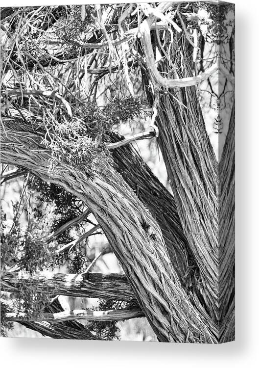 Flora Canvas Print featuring the photograph Tree trunk in black and white by Segura Shaw Photography