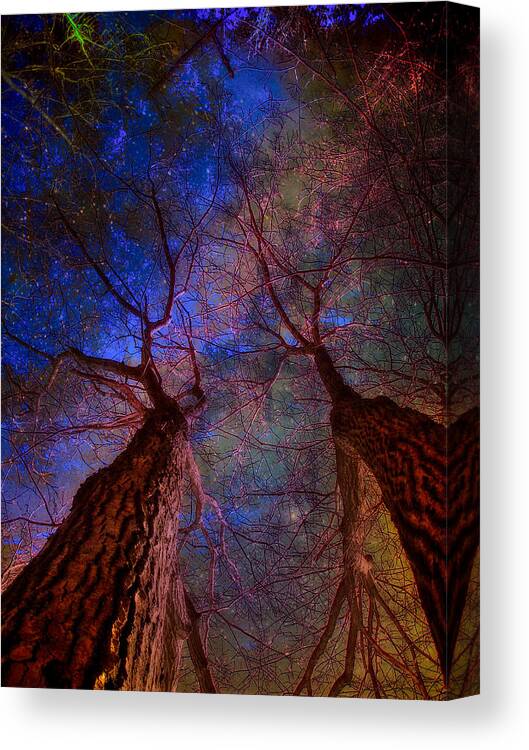 Trees Canvas Print featuring the digital art Trees Pointing Toward Heaven by Russ Considine